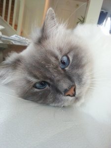 boubou